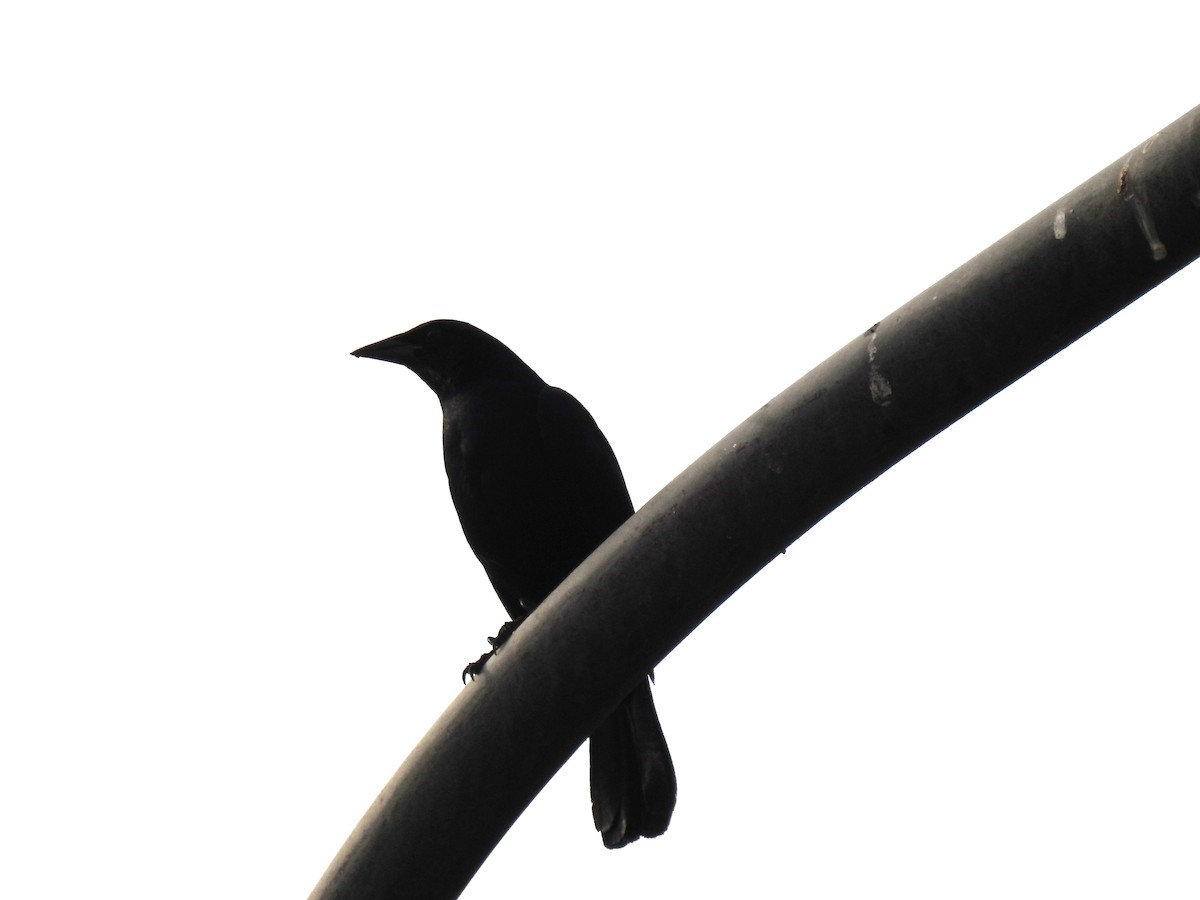 Scrub Blackbird - Jon Iratzagorria Garay