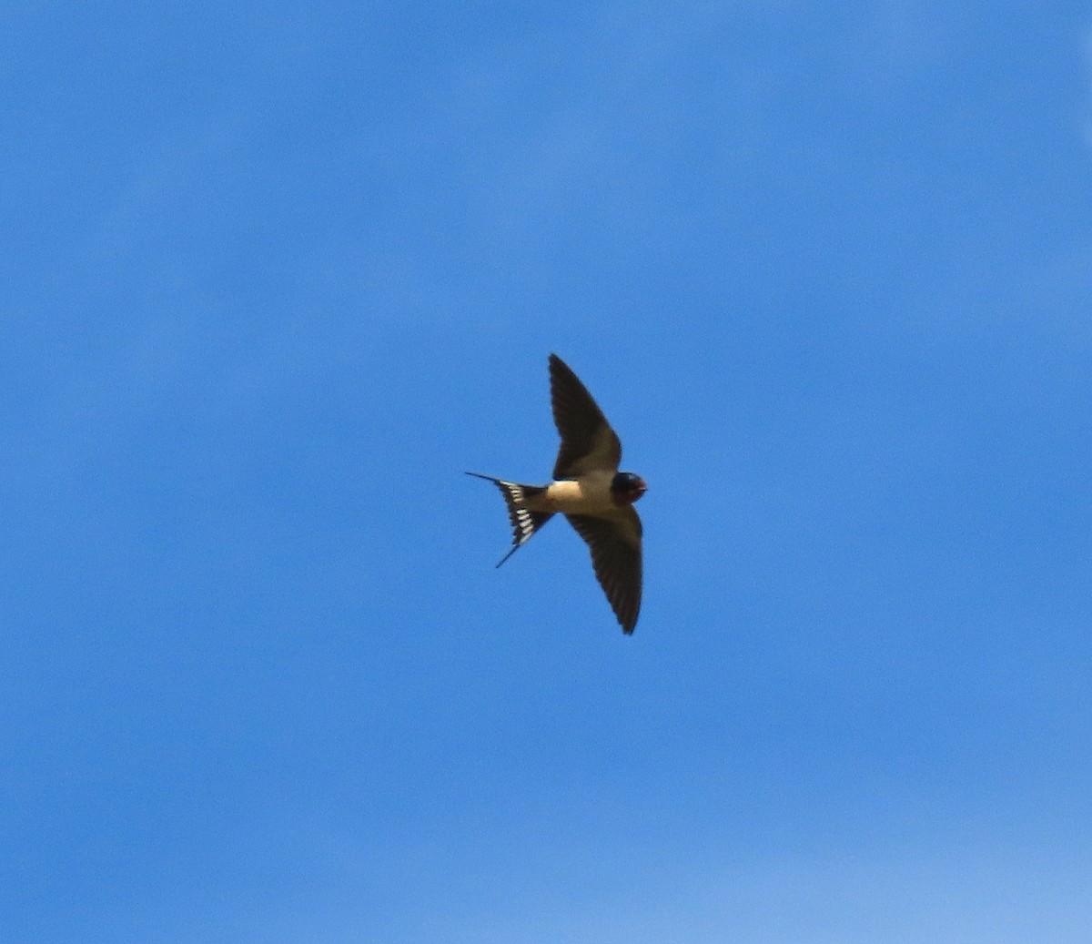 Barn Swallow - ML152531631