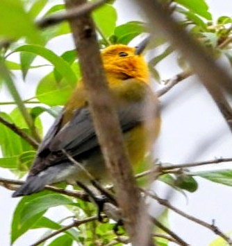 Prothonotary Warbler - Ronnie Clark