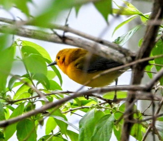 Prothonotary Warbler - Ronnie Clark