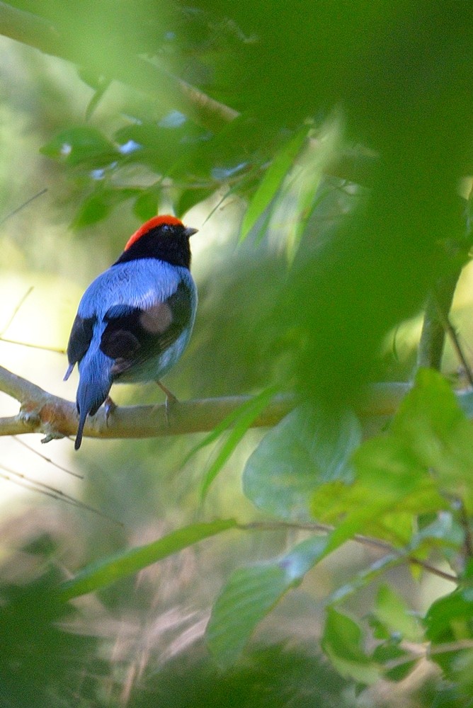 Swallow-tailed Manakin - Aníbal Domaniczky  CON CONA Caracara
