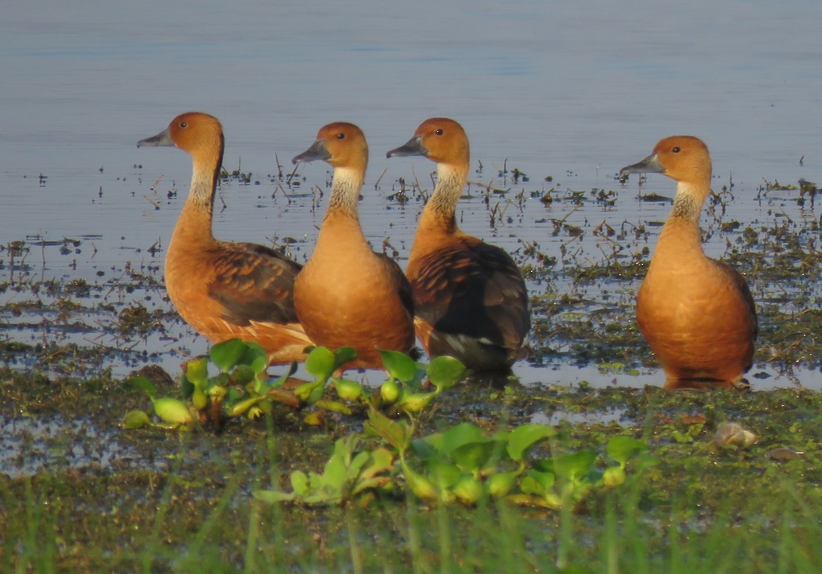 Fulvous Whistling-Duck - ML152533021