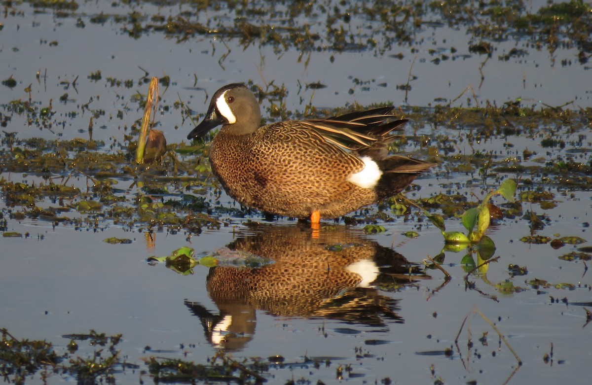 Blue-winged Teal - ML152533201