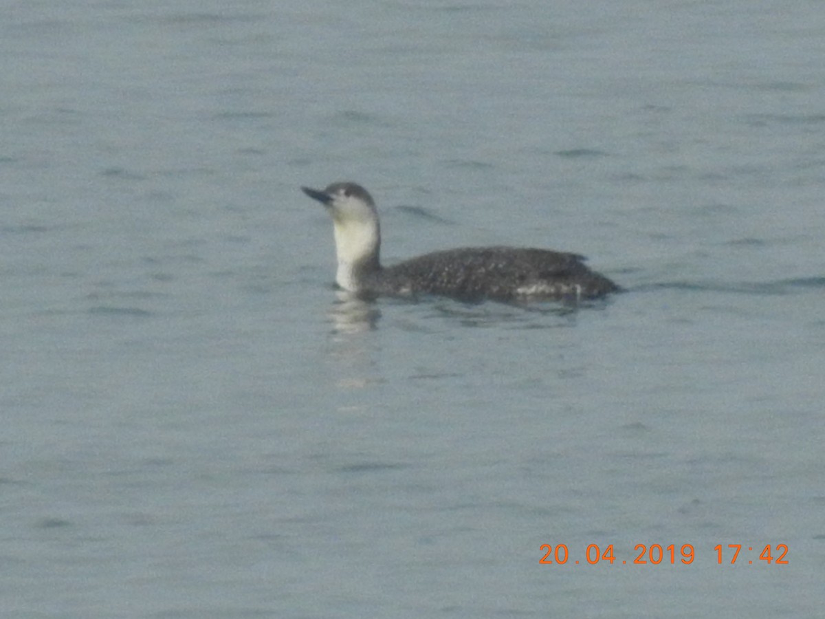 Red-throated Loon - Brian Carruthers