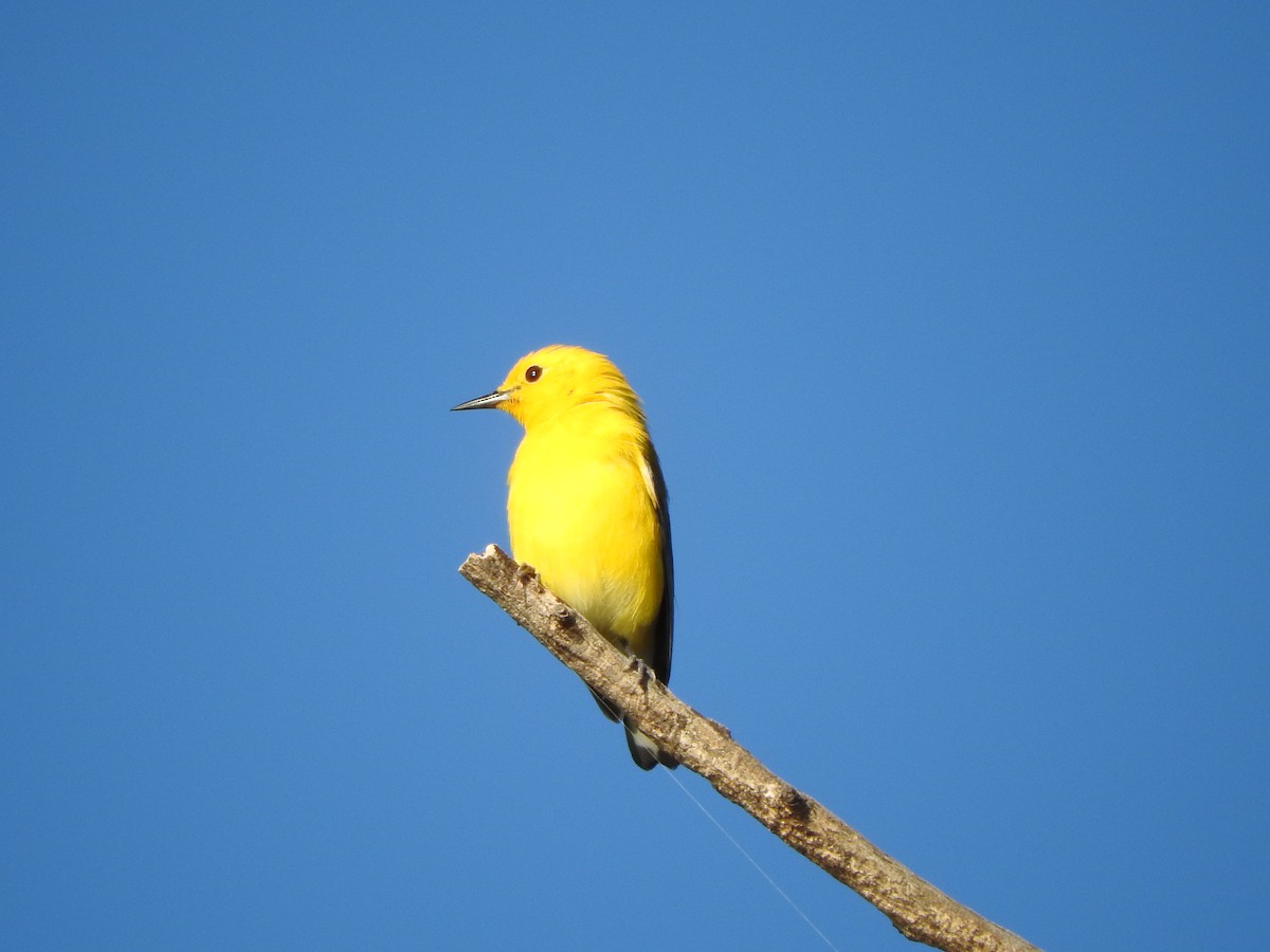 Prothonotary Warbler - Brian Marra