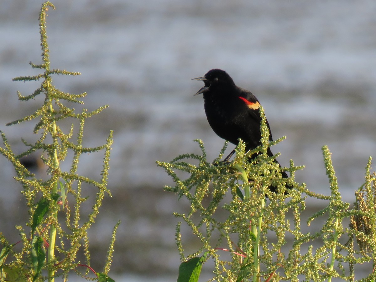 Red-winged Blackbird - ML152534811