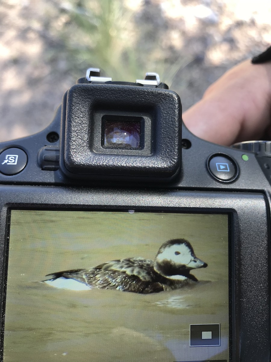 Long-tailed Duck - ML152535101