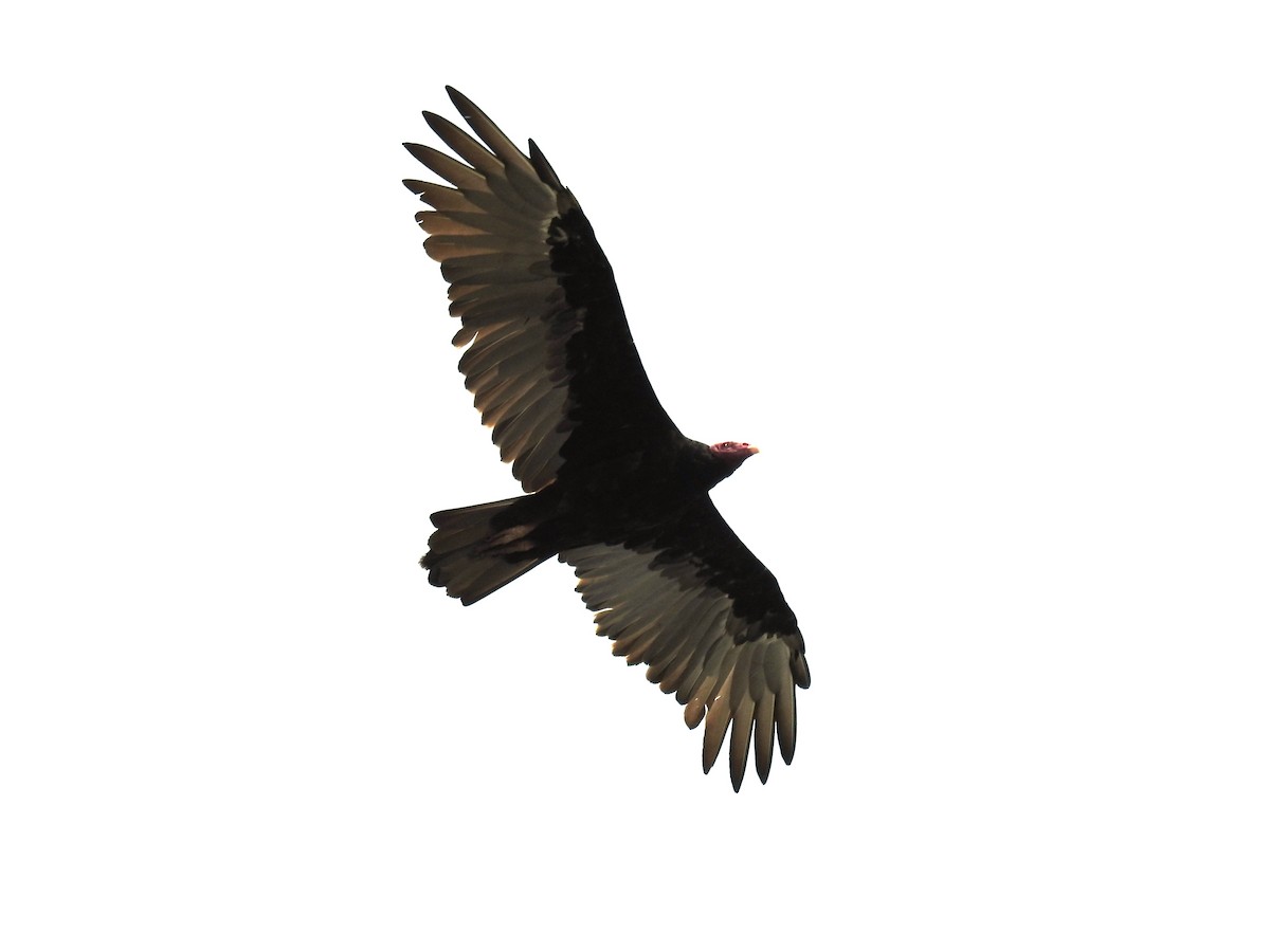 Turkey Vulture - Jon Iratzagorria Garay