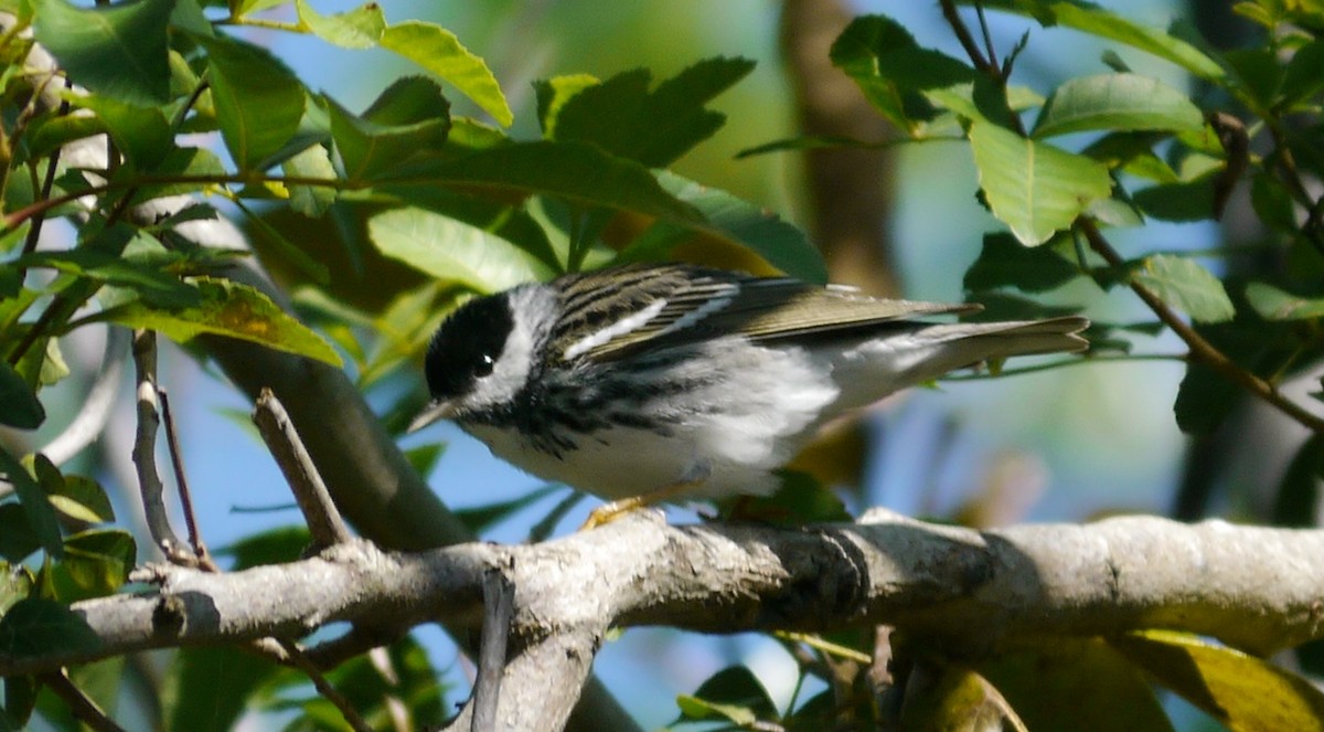 Blackpoll Warbler - L.E. Quinlan
