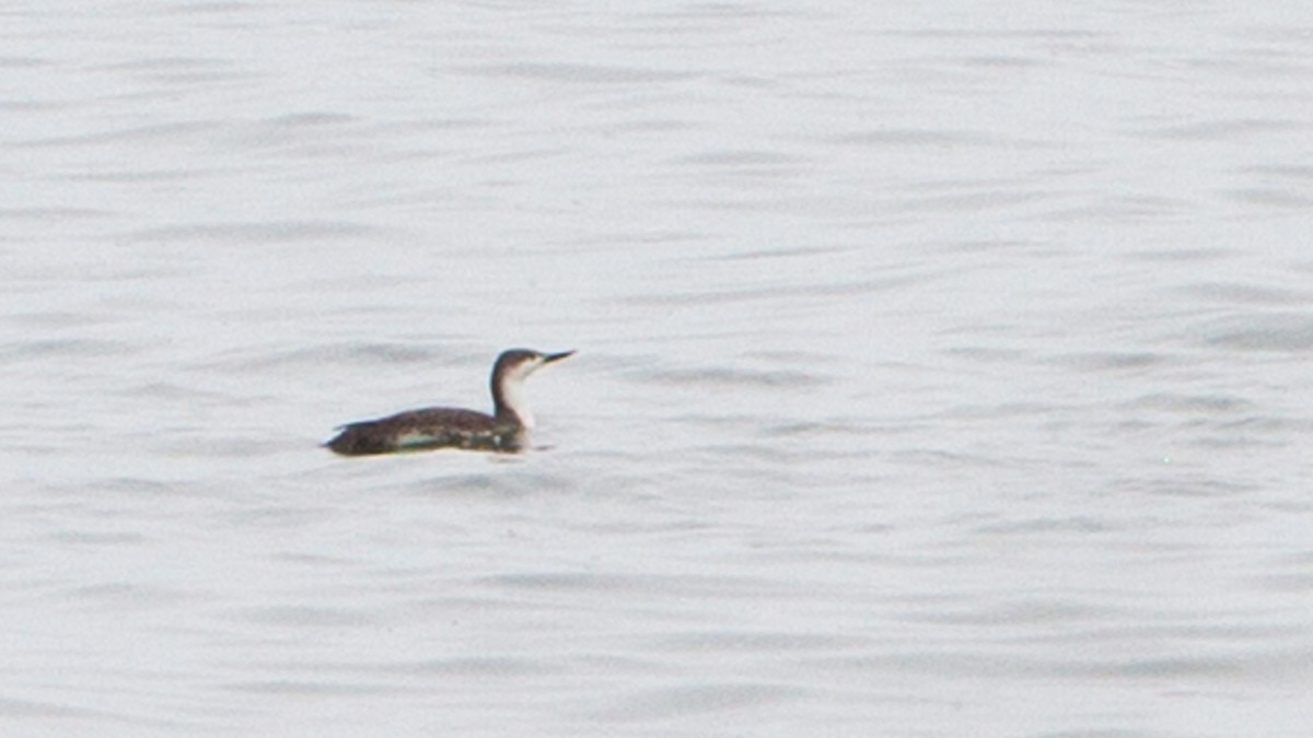 Red-throated Loon - ML152536991