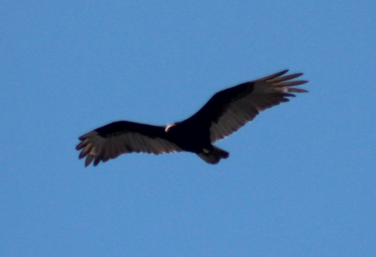 Turkey Vulture - ML152538381