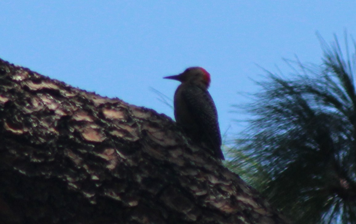 Golden-fronted Woodpecker - Nestor Herrera