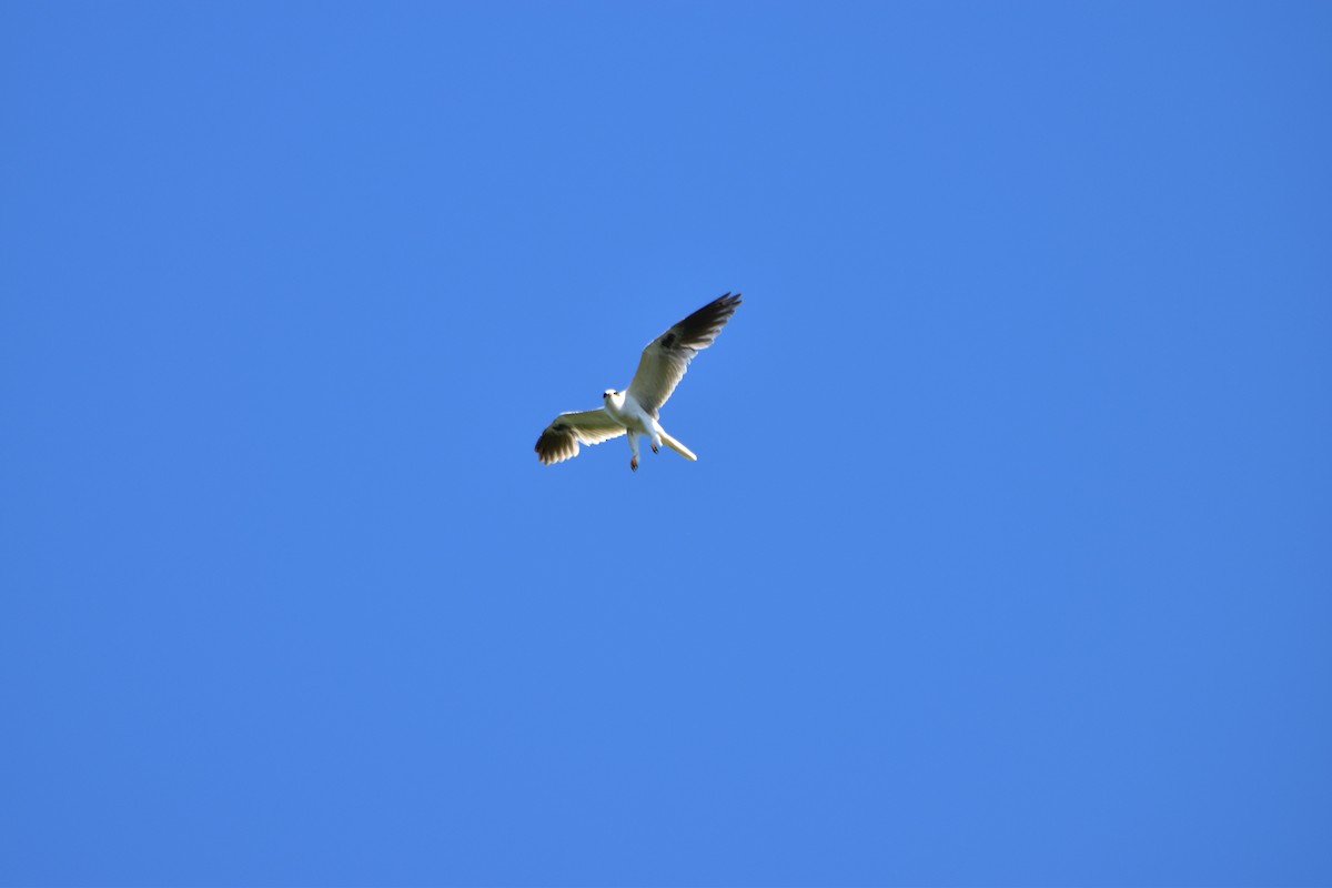 White-tailed Kite - ML152538731