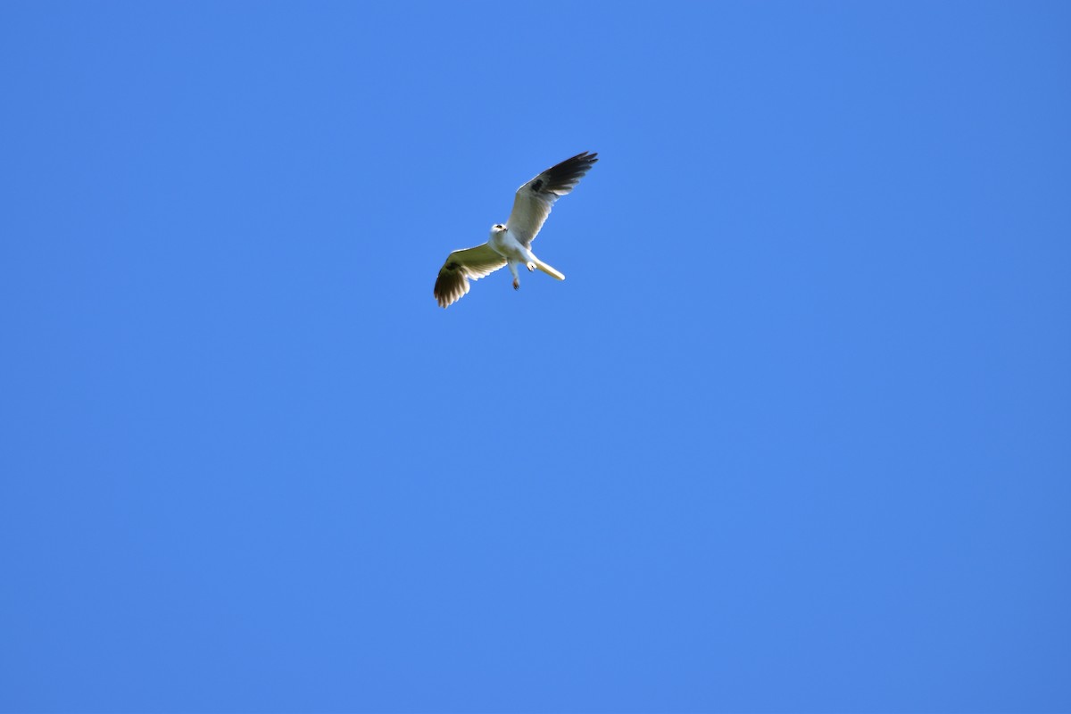 White-tailed Kite - ML152538741