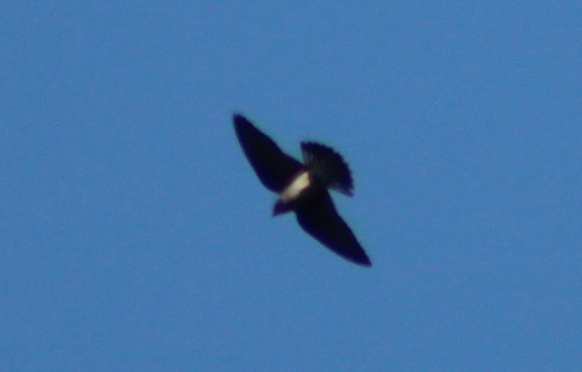 Northern Rough-winged Swallow - Nestor Herrera