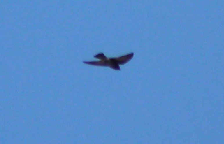 Northern Rough-winged Swallow - ML152538811