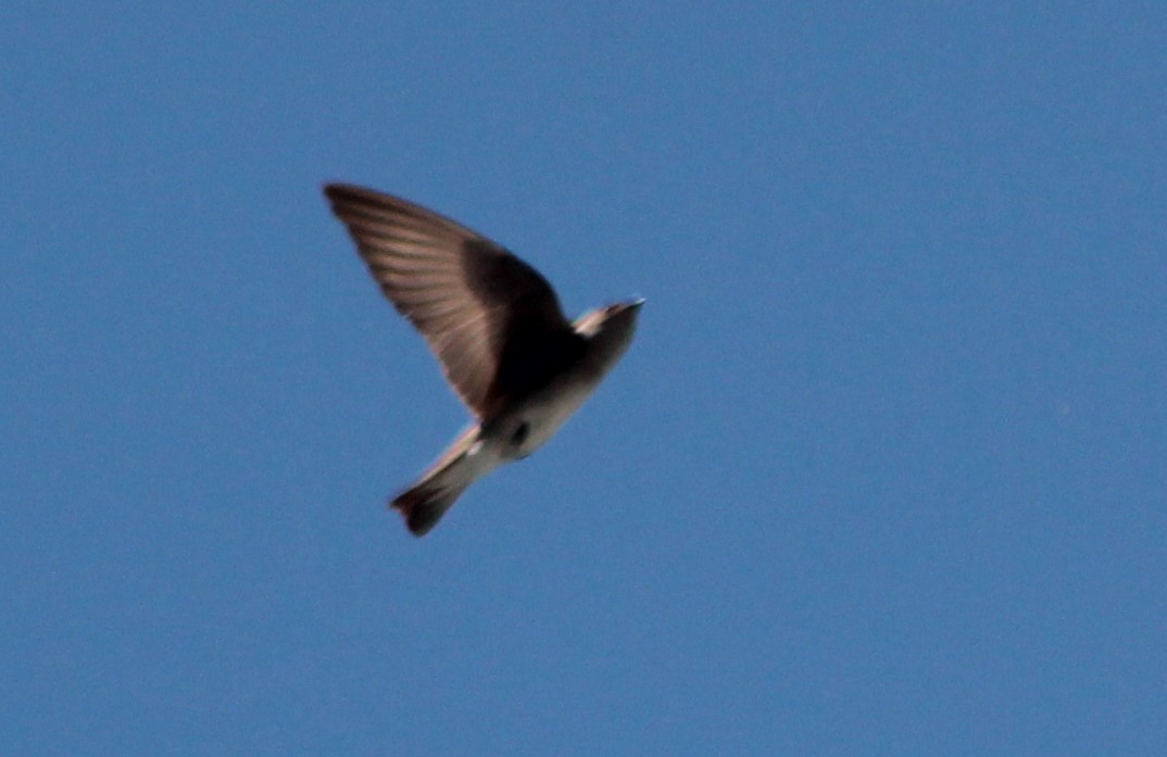 Northern Rough-winged Swallow - ML152539001