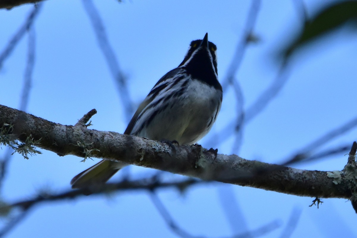 Black-throated Gray Warbler - ML152539851