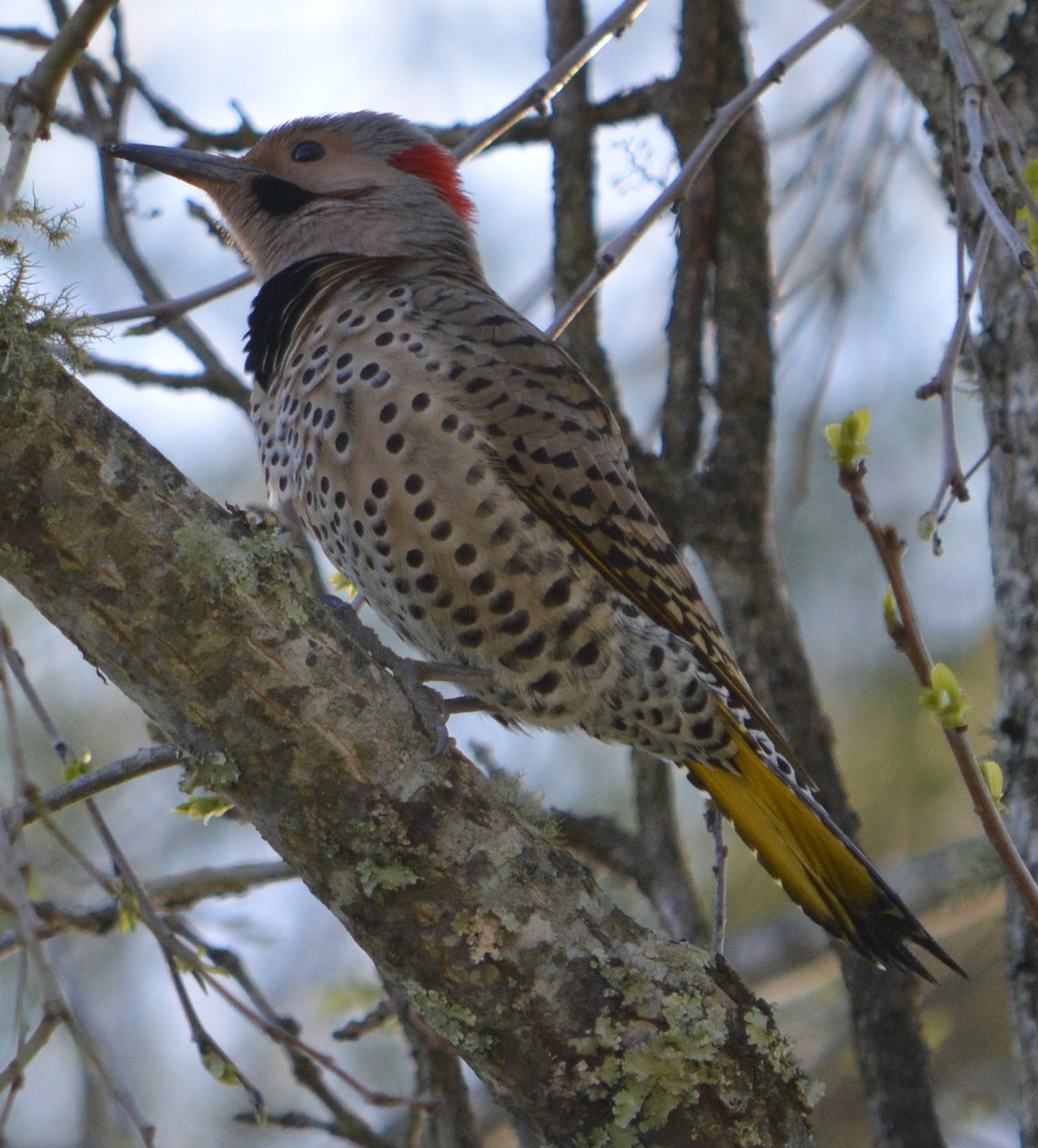 Northern Flicker (Yellow-shafted) - Brian Lupa
