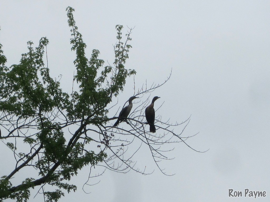 Double-crested Cormorant - Ron Payne