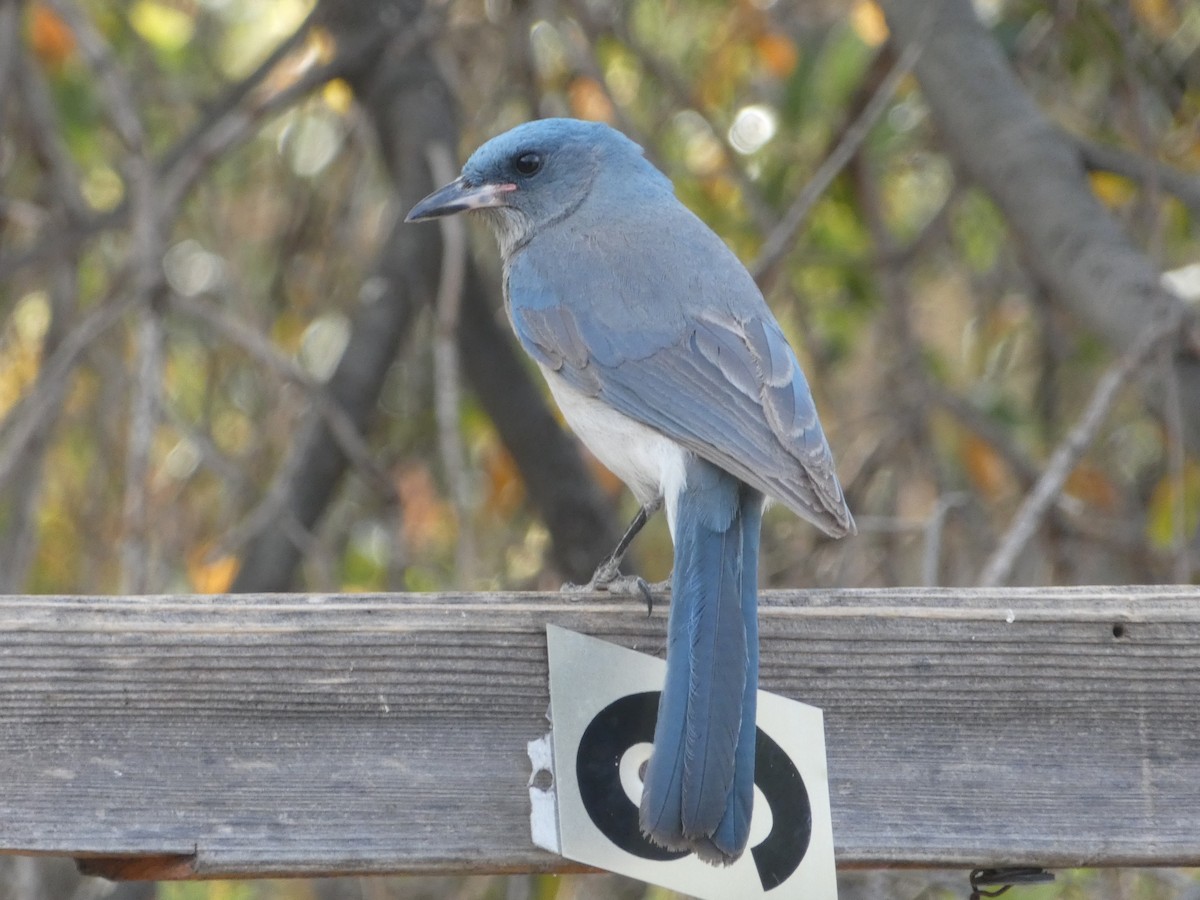 Mexican Jay - Jim Lind