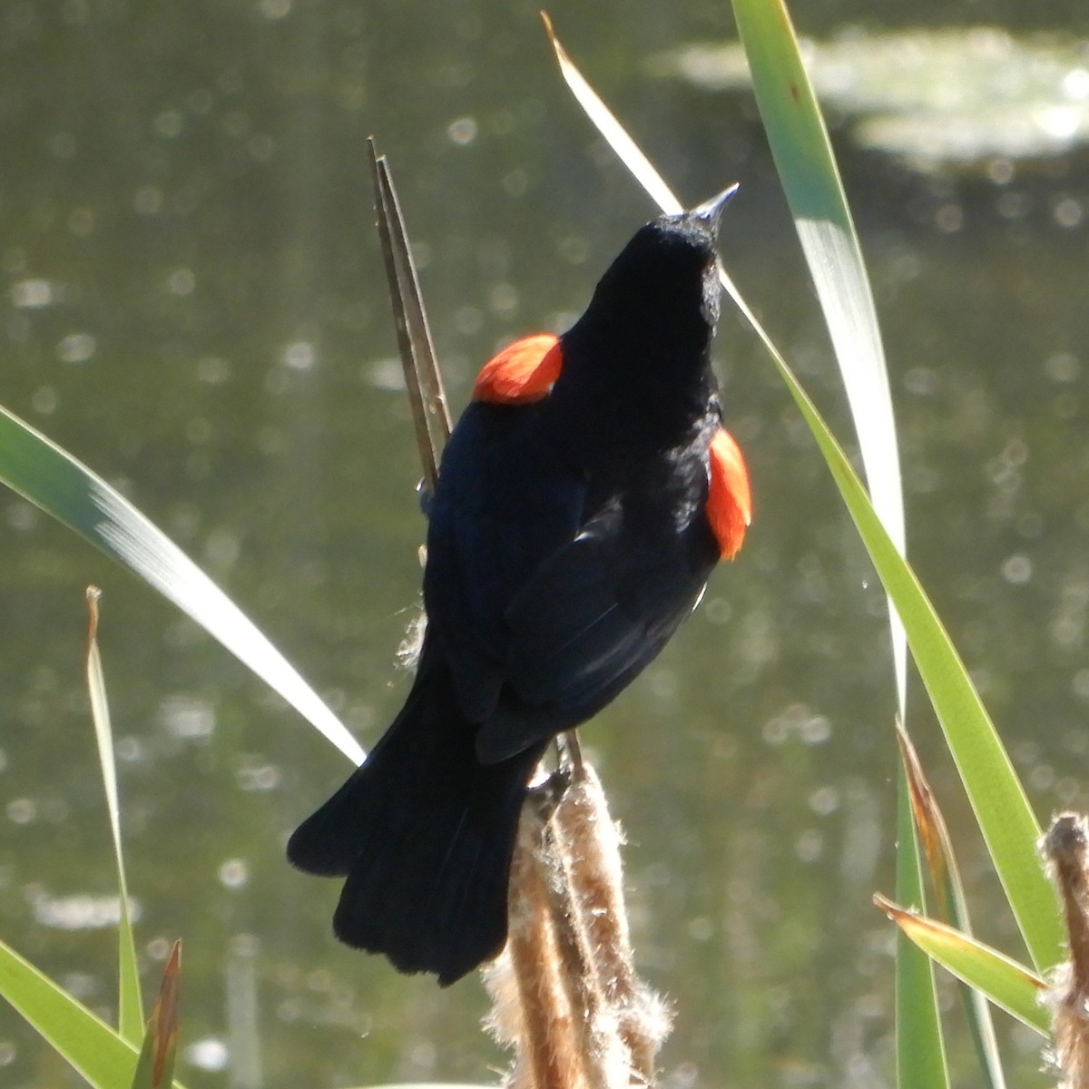 Red-winged Blackbird - ML152540261