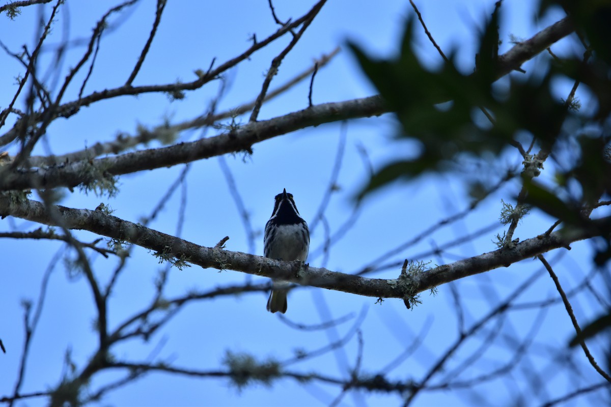 Black-throated Gray Warbler - ML152540271