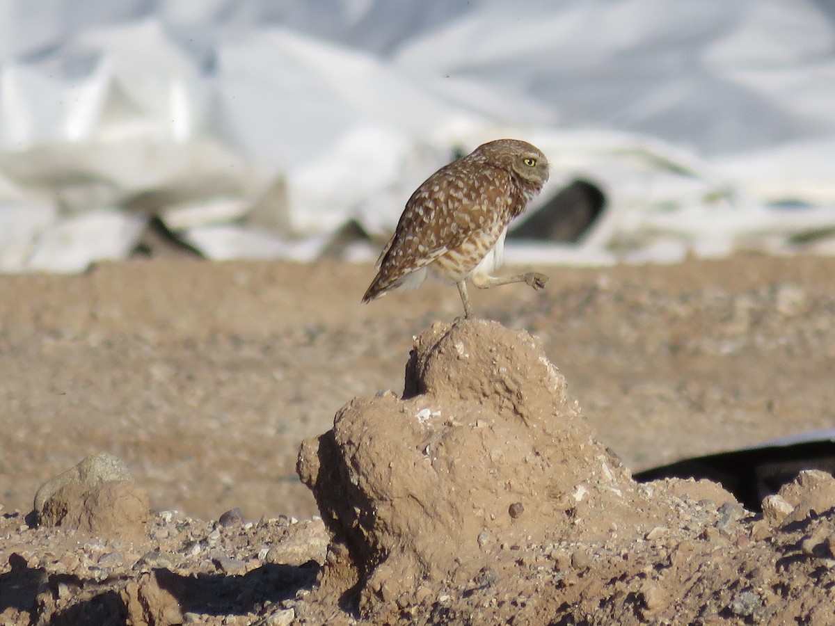 Burrowing Owl - Anne (Webster) Leight
