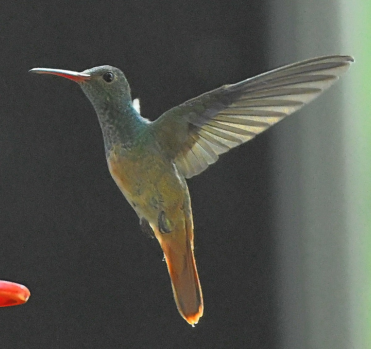 Buff-bellied Hummingbird - Joseph Leahy