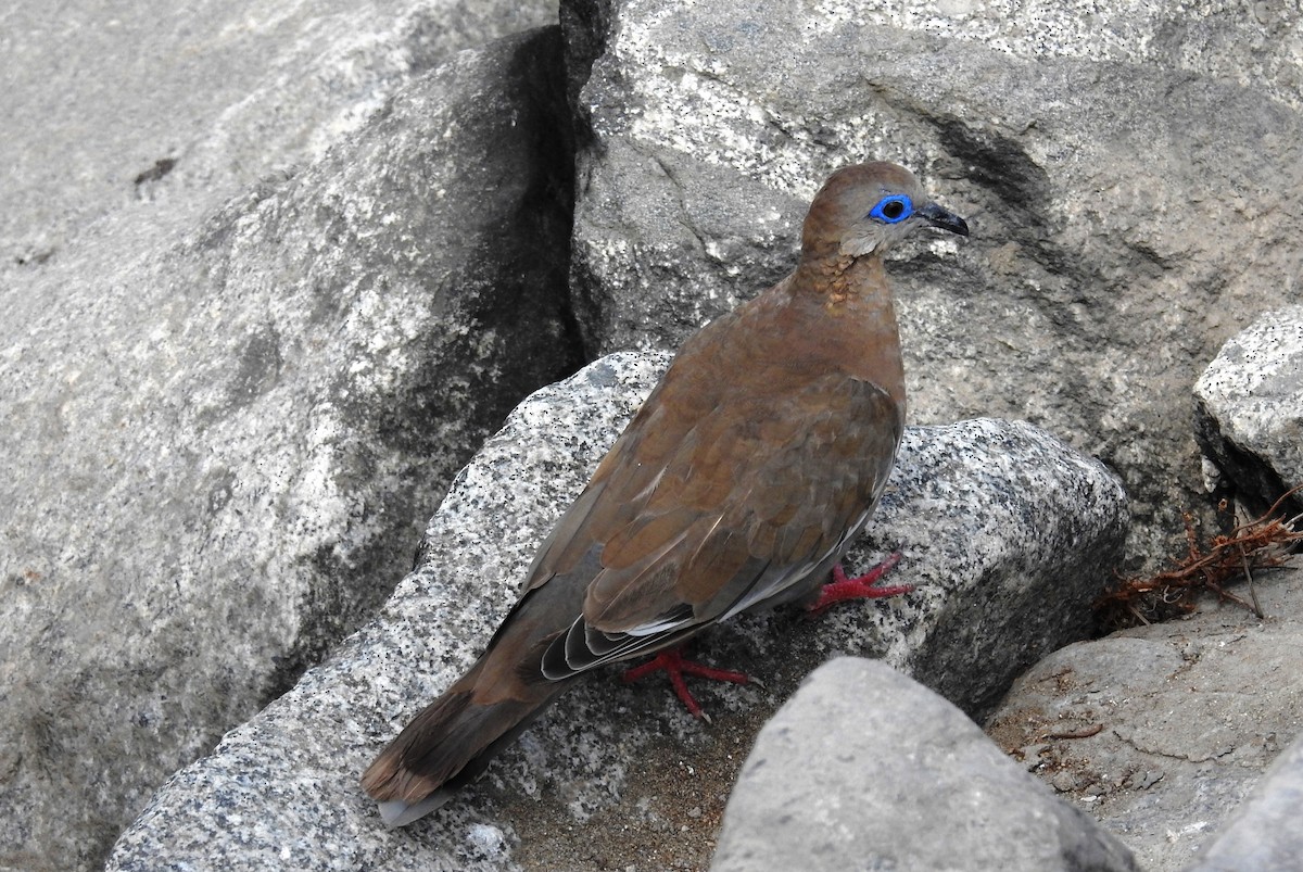West Peruvian Dove - ML152540801