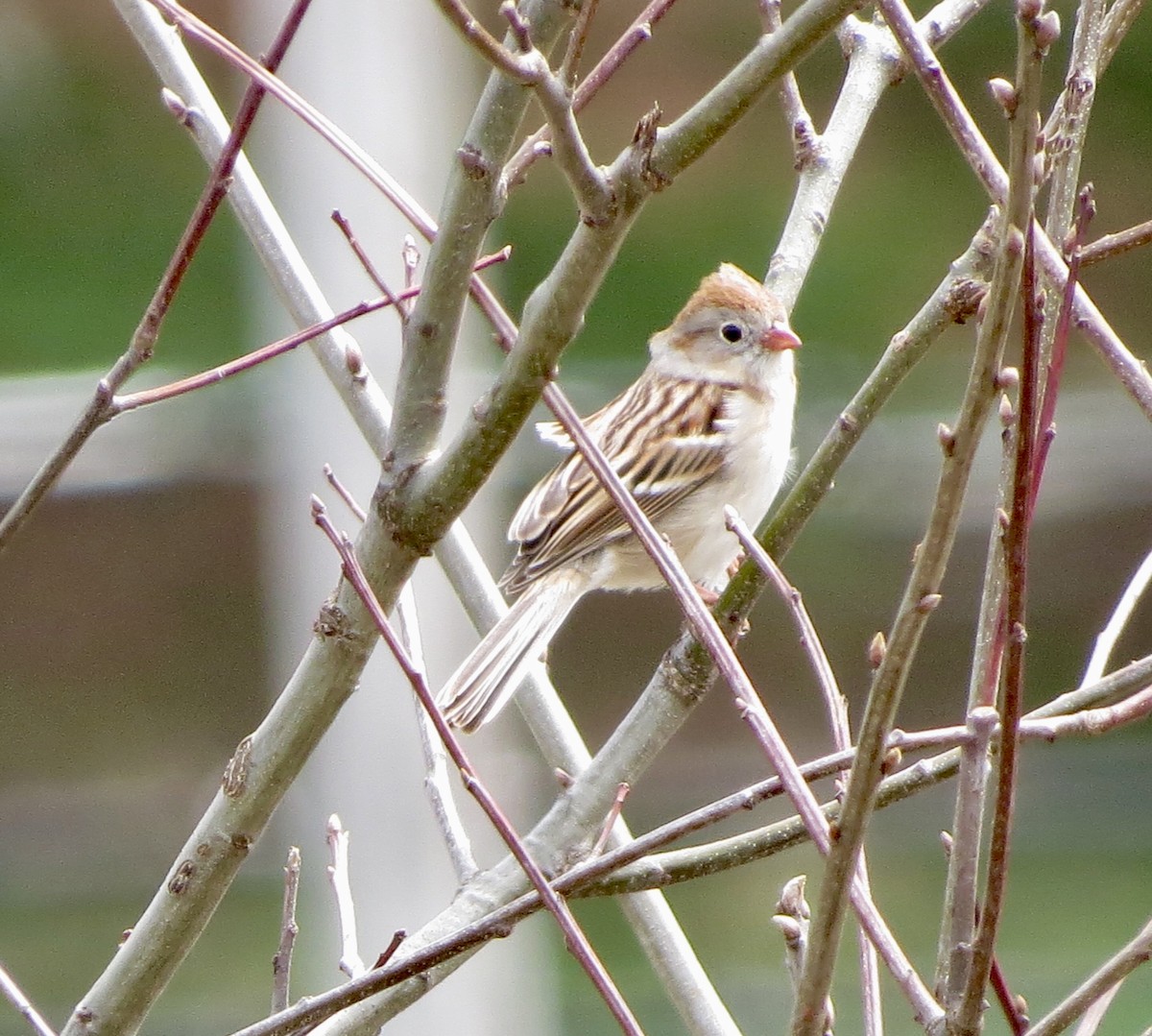 Field Sparrow - Jeanne-Marie Maher