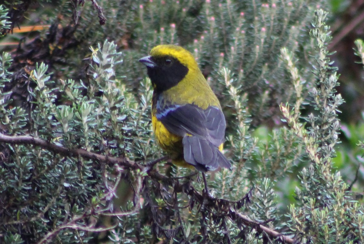 Masked Mountain Tanager - ML152542781