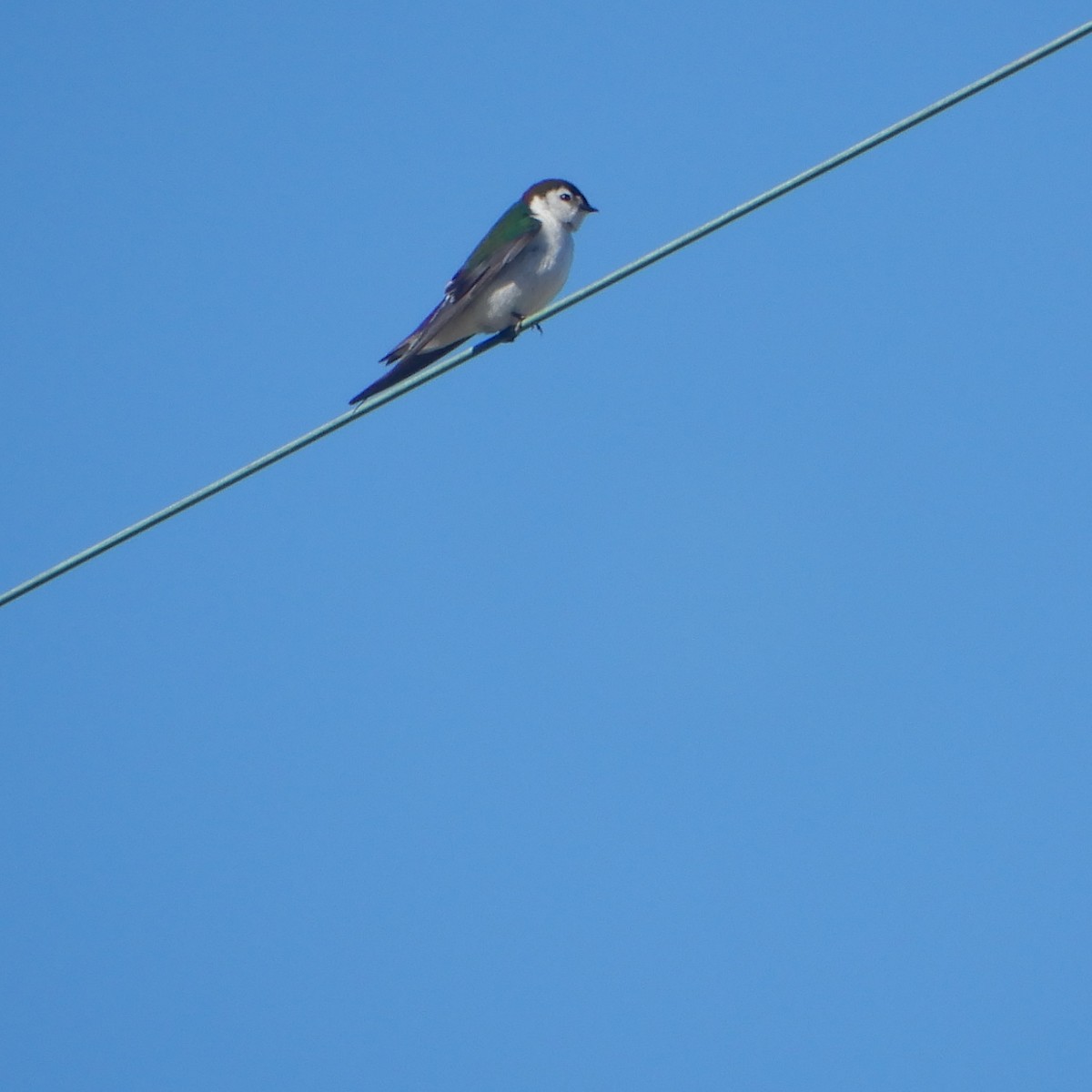 Violet-green Swallow - ML152542911