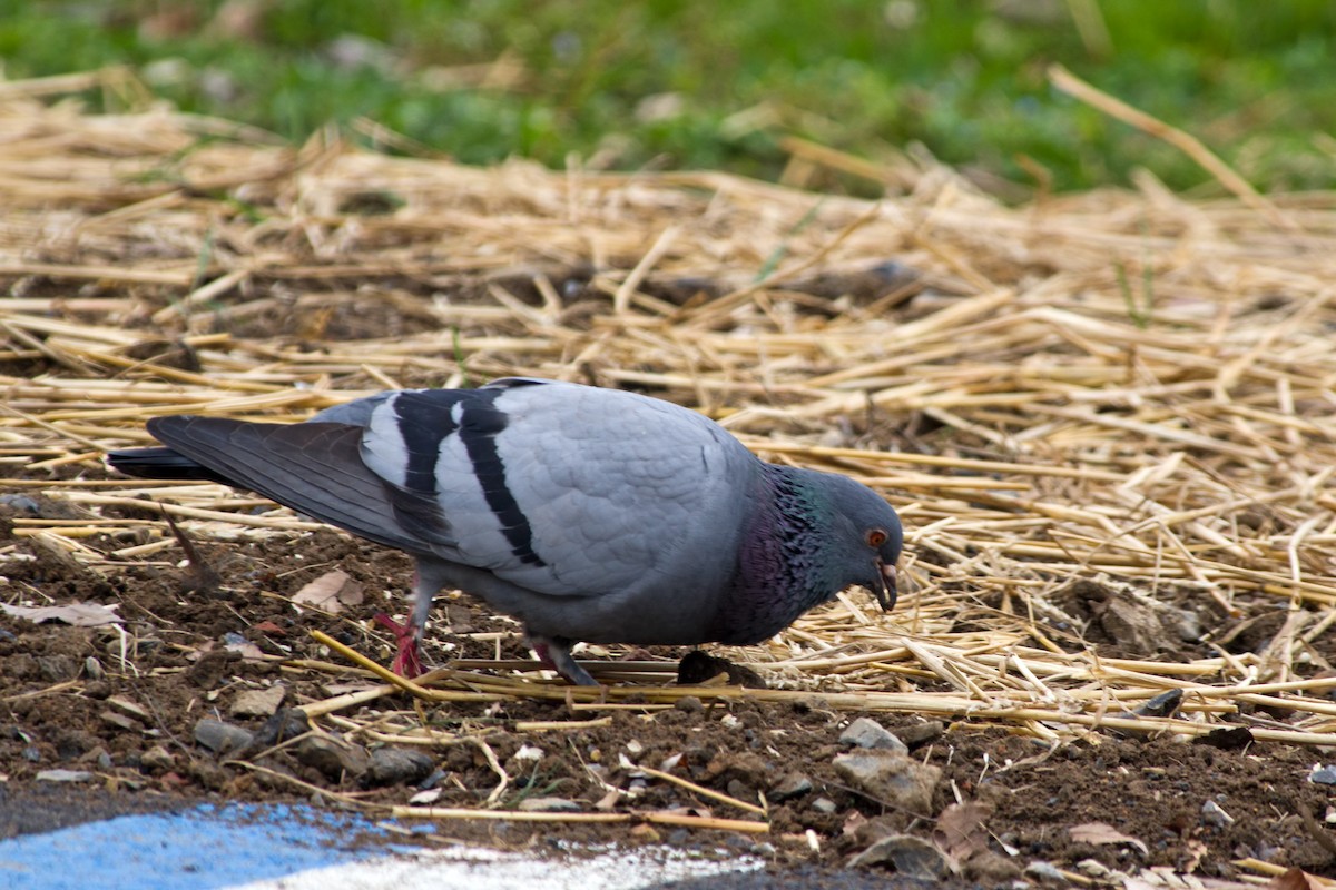 Rock Pigeon (Feral Pigeon) - Rob Dickerson