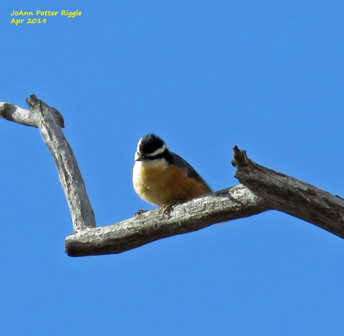 Red-breasted Nuthatch - ML152543871