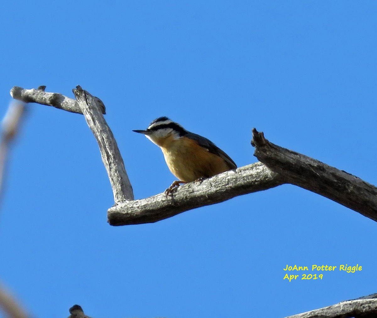 Red-breasted Nuthatch - ML152543881