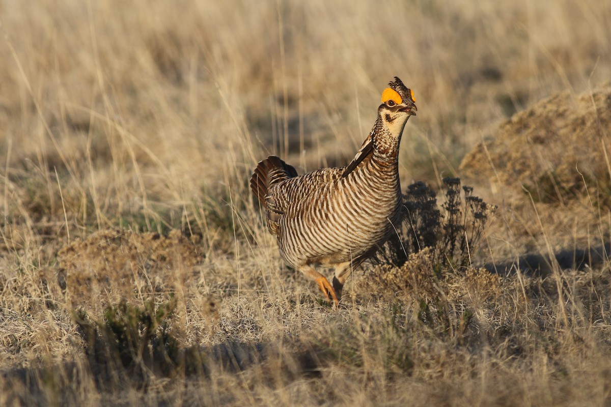 Greater x Lesser Prairie-Chicken (hybrid) - Edward  Brinkley
