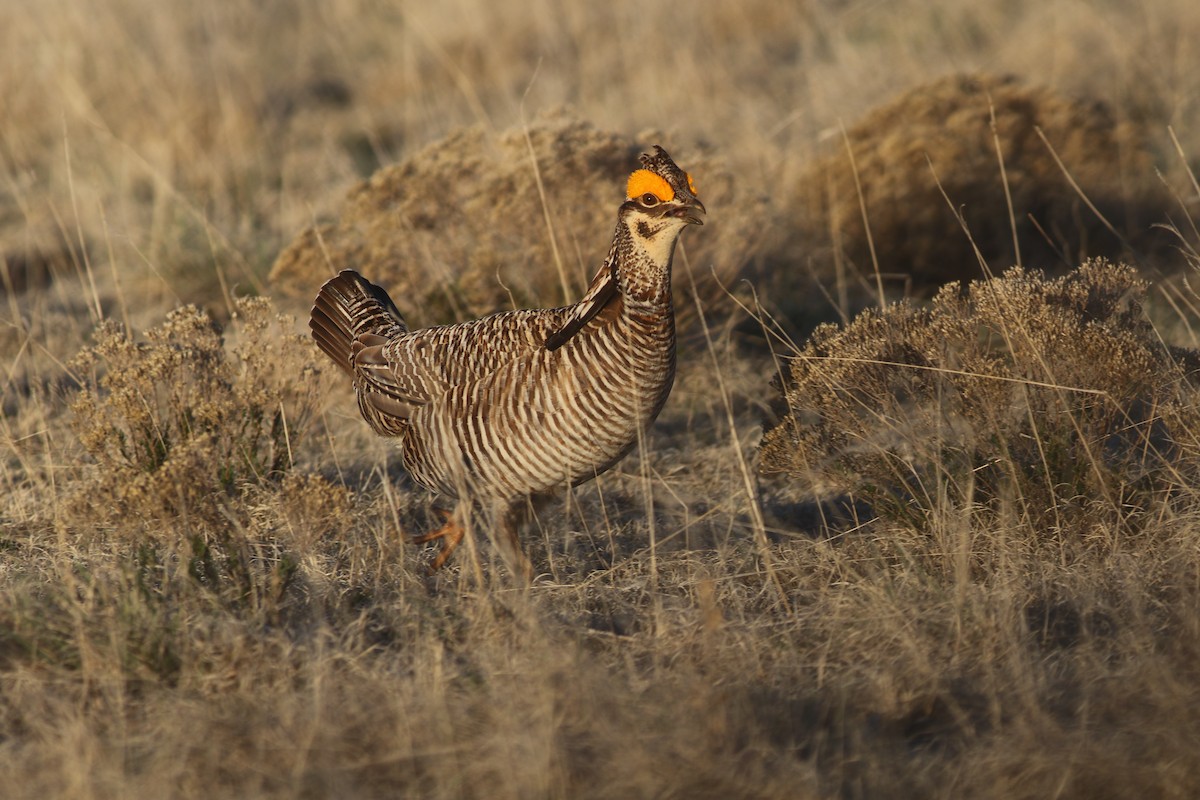 Greater x Lesser Prairie-Chicken (hybrid) - Edward  Brinkley