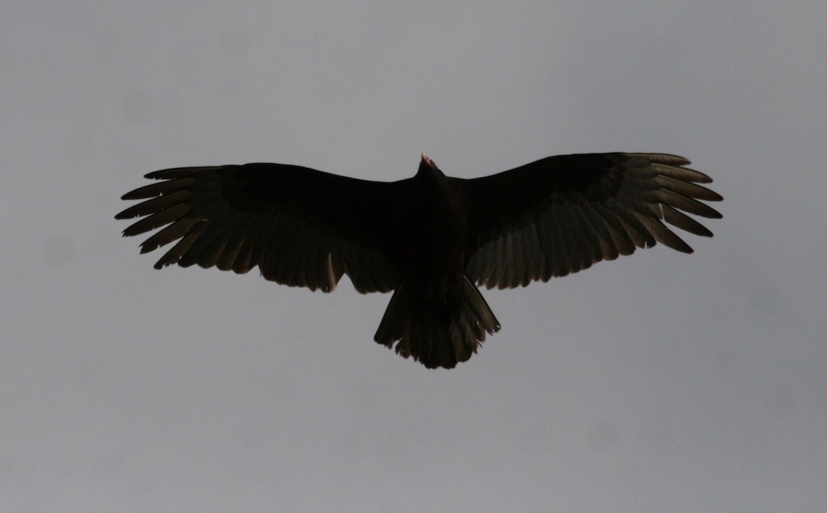 Turkey Vulture - ML152544251