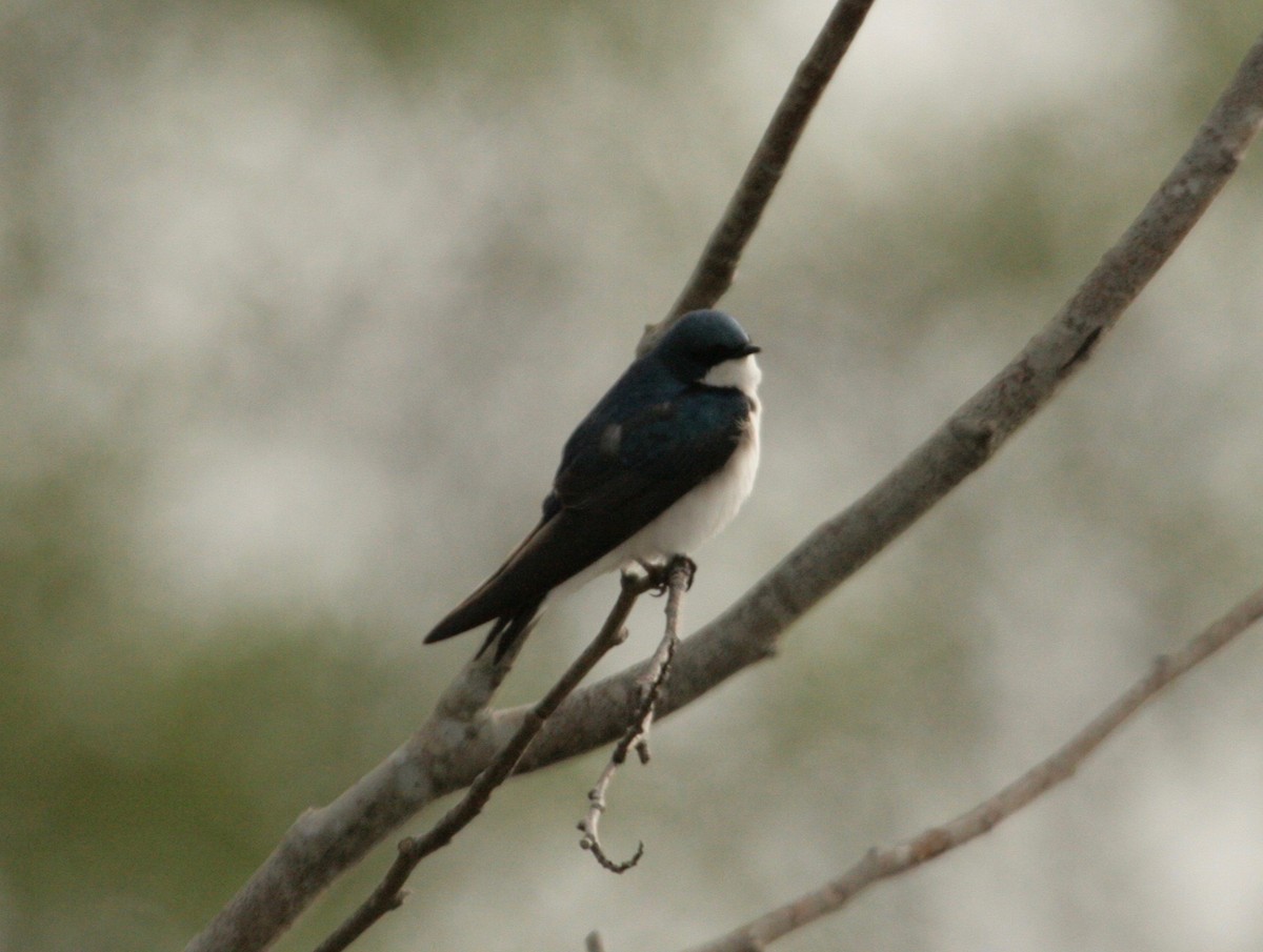 Tree Swallow - ML152544361