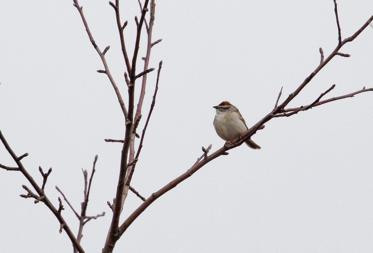 Chipping Sparrow - ML152544371