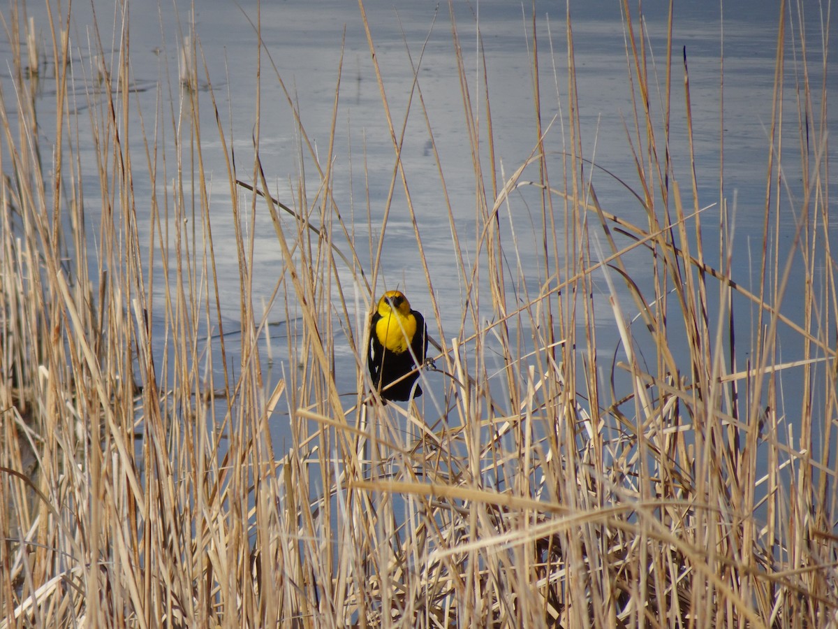 Yellow-headed Blackbird - John Shenot