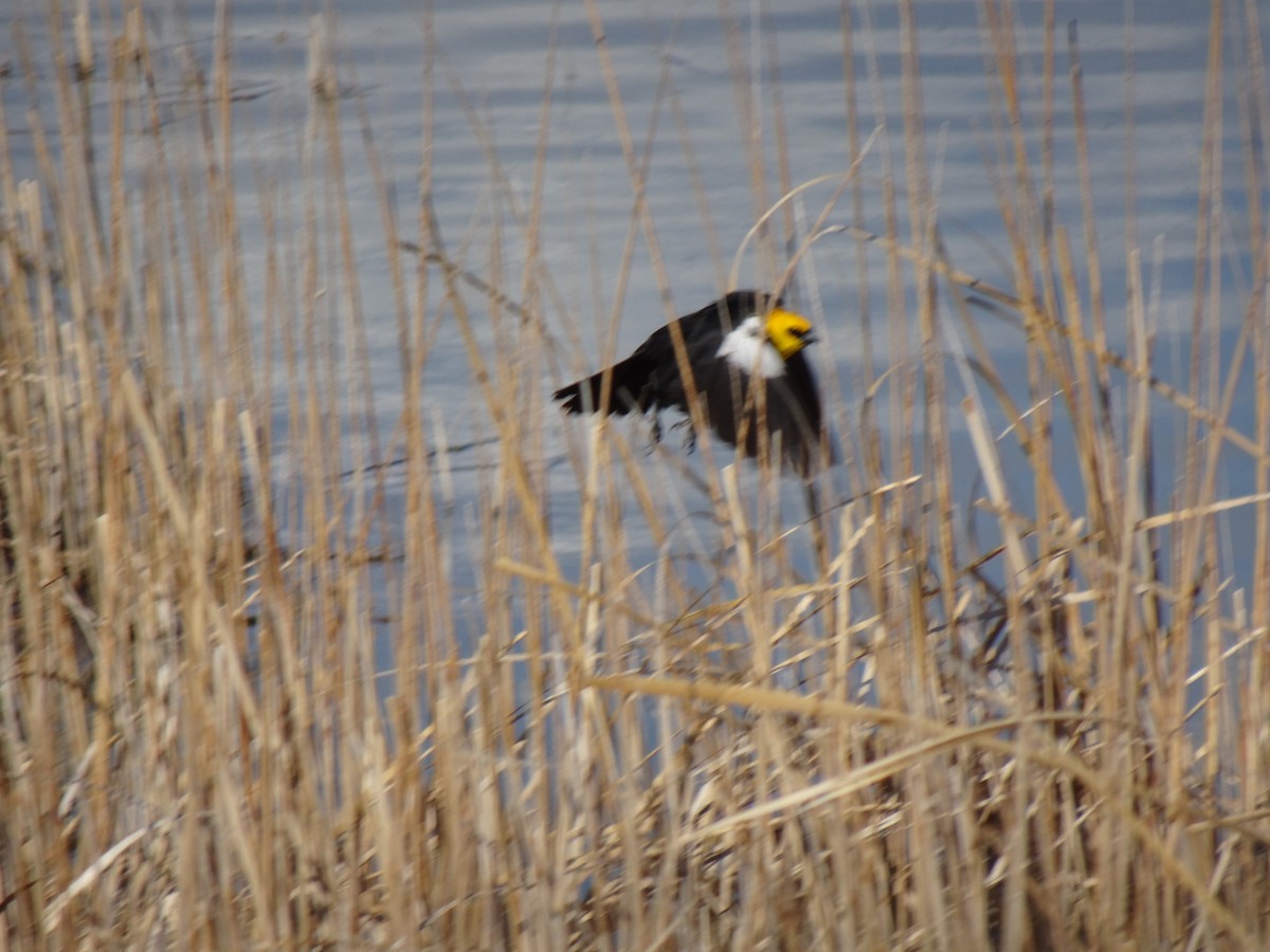 Yellow-headed Blackbird - ML152544681
