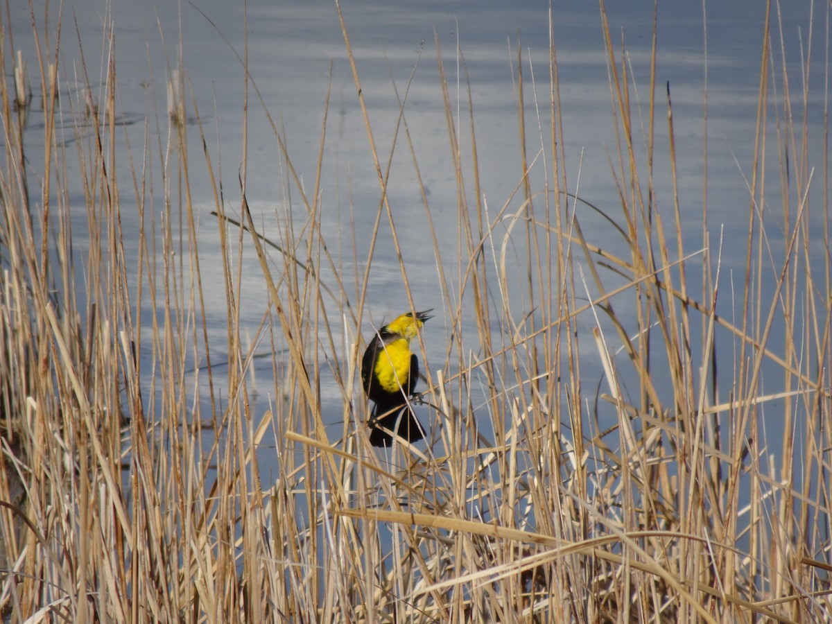 Yellow-headed Blackbird - ML152544691