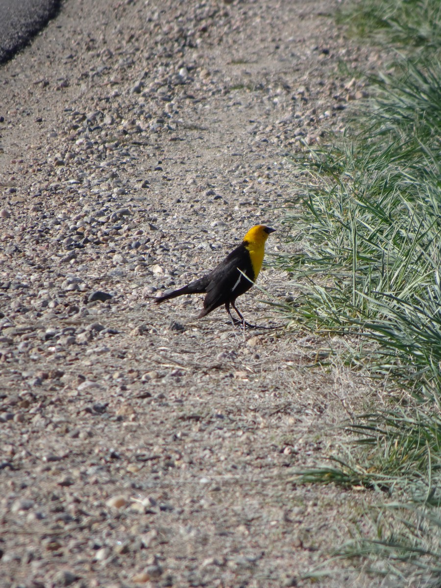 Yellow-headed Blackbird - ML152544701