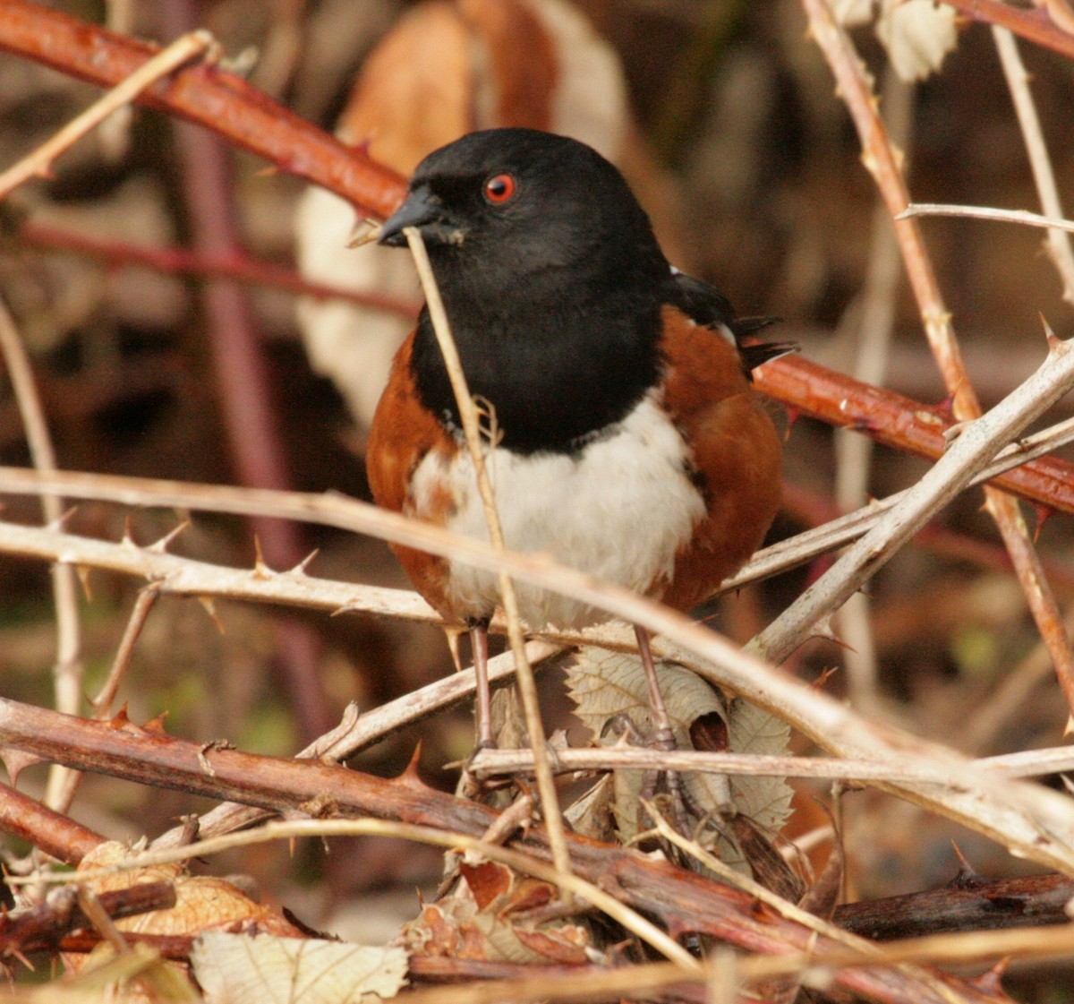Spotted Towhee - ML152544821