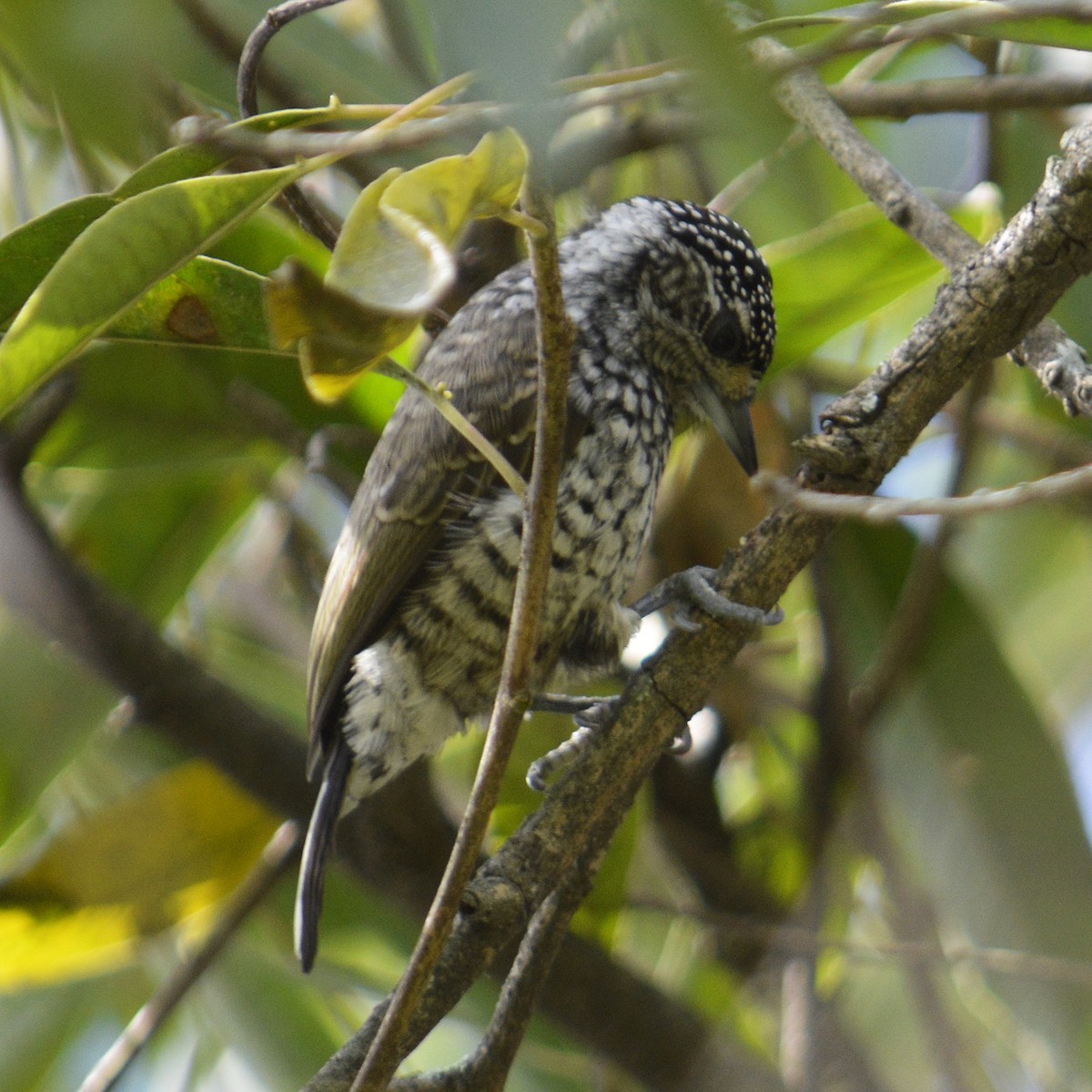 White-barred Piculet - ML152544841
