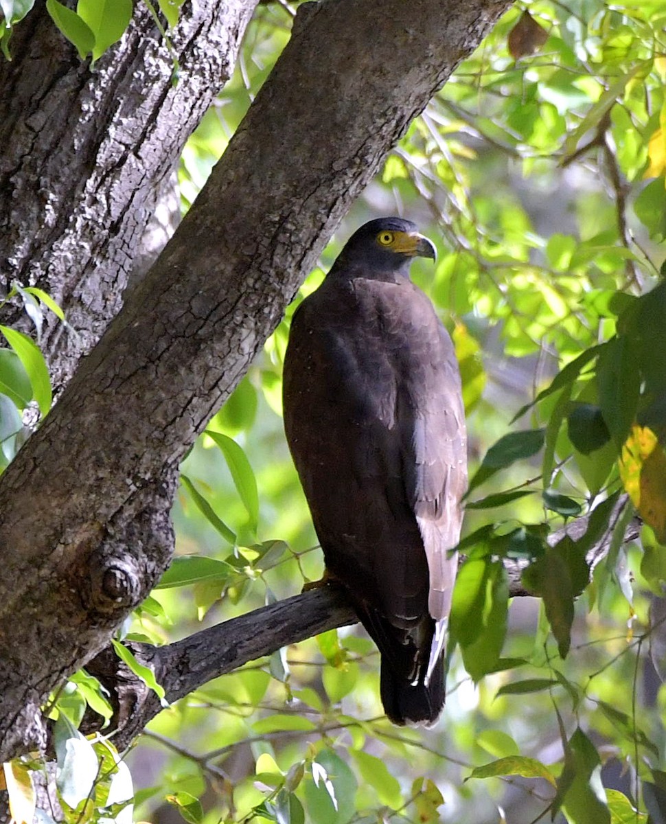 Crested Serpent-Eagle - ML152544871