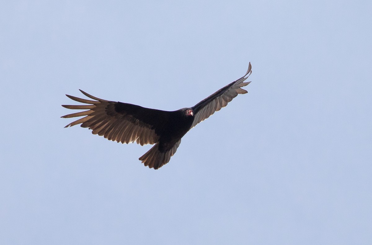 Turkey Vulture - ML152544971