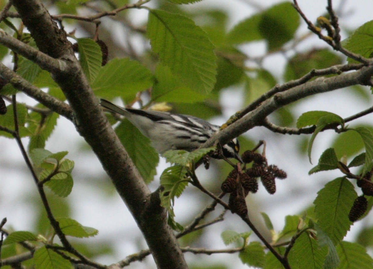 Black-throated Gray Warbler - Rob Lyske